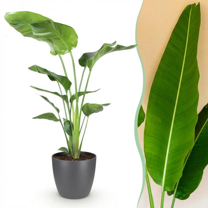 Strelitzia Nicolai plante d'intérieur en pot 17cm, hauteur 70-90cm, grandes palmes vertes tropicales