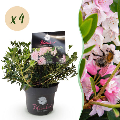 Rhododendron Bloombux Rose Clair : Un plant de Rhododendron nain en pot avec une pastille indiquant 'x4' pour un lot.