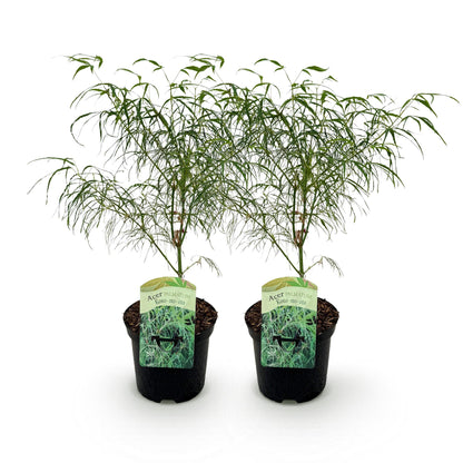 Acer palmatum Koto-no-ito, deux érables japonais en pot de 19cm sur fond blanc, prêts à être plantés en extérieur.
