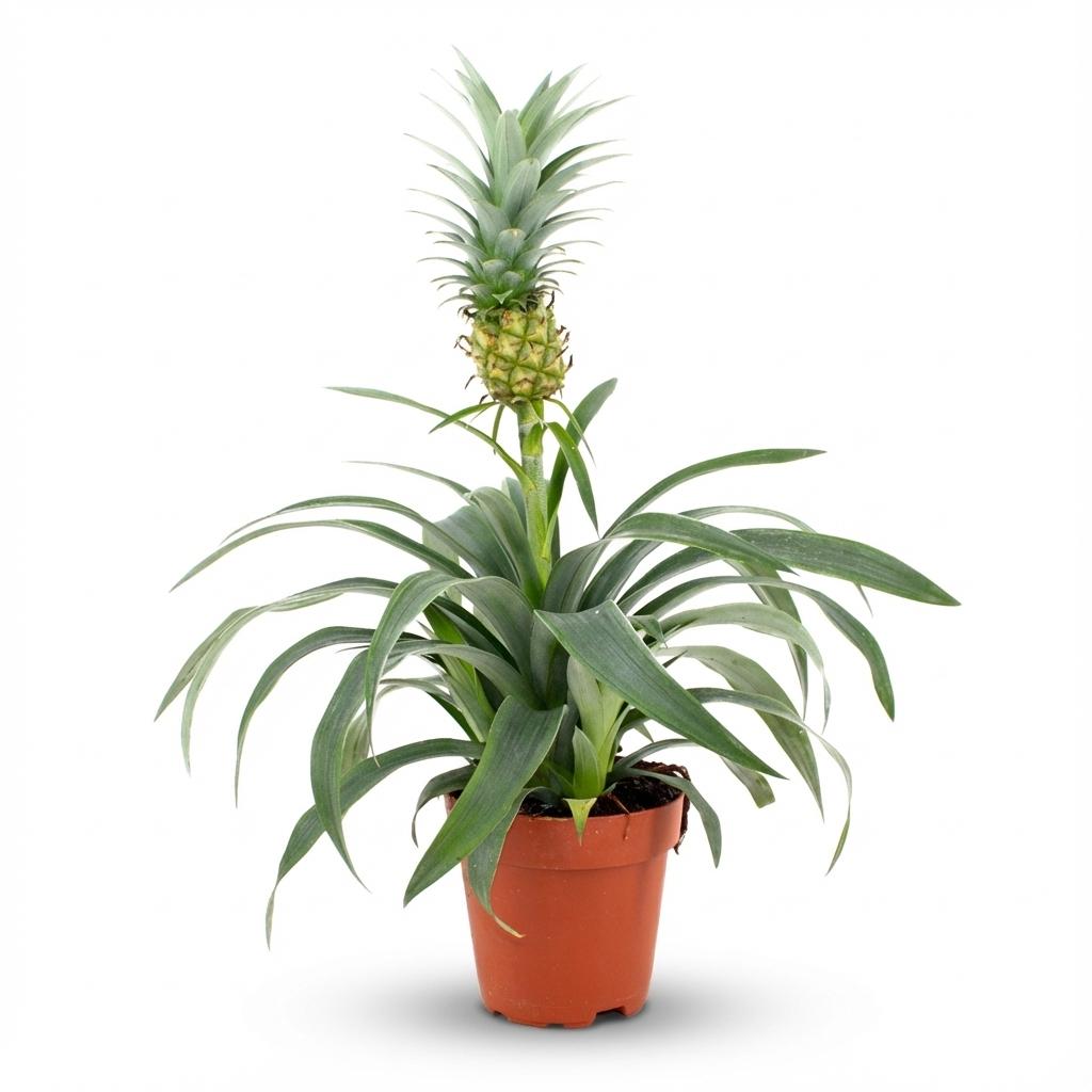 Ananas Mi Amigo, ananas ornemental miniature avec son petit fruit, en pot de 12 cm
