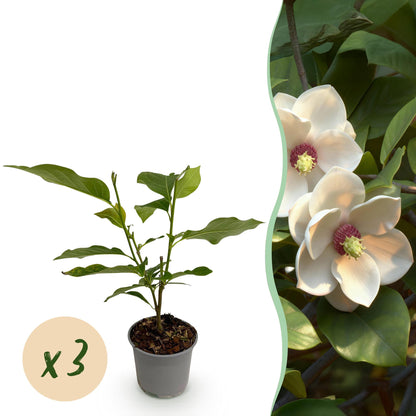 Magnolia grandiflora : un jeune plant en pot accompagné d'une pastille "x3" pour un lot de 3 plantes, et de deux grandes fleurs blanches sur