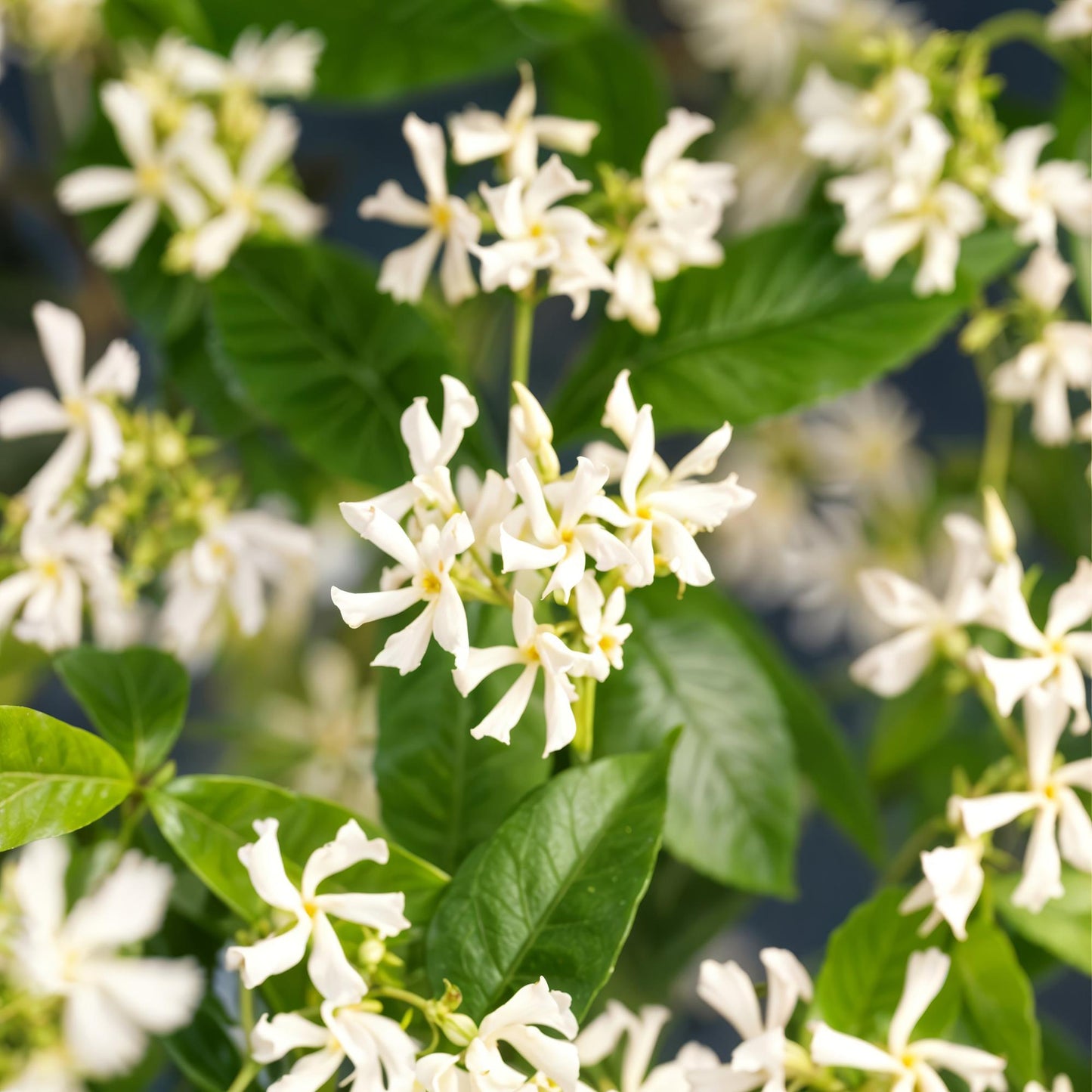 Jasmin Toscane. Gros plan sur les fleurs blanches étoilées et parfumées du Jasmin étoilé (Trachelospermum jasminoides) et son feuillage vert