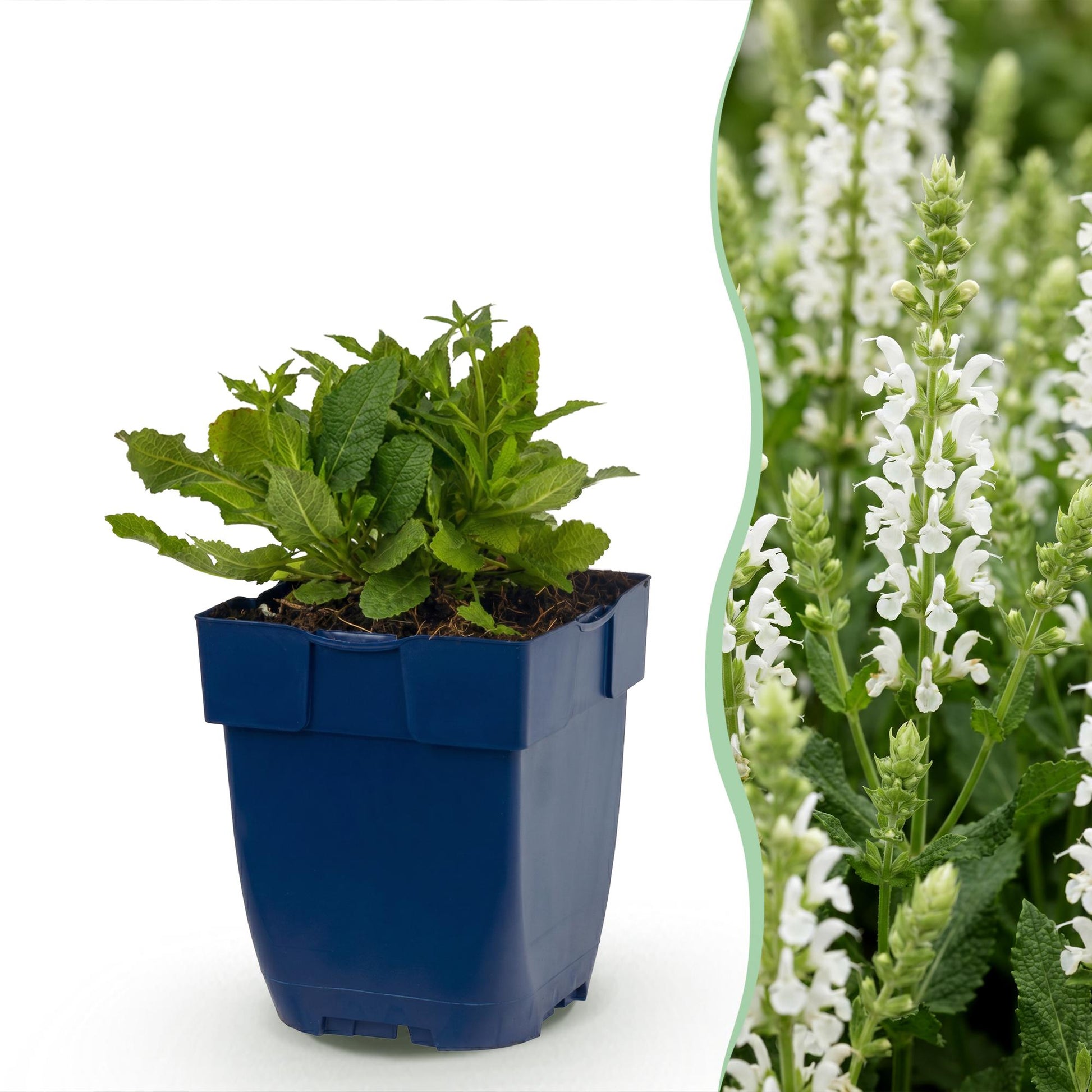 Sauge Salvia nem. Schneehügel en pot sur fond blanc, avec une vue de plants fleuris en arrière-plan montrant ses fleurs blanches.