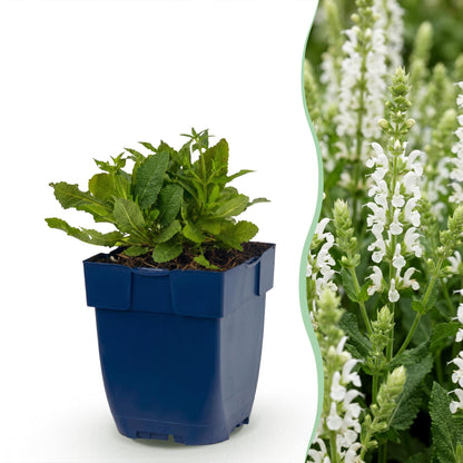 Sauge Salvia nem. Schneehügel en pot sur fond blanc, avec une vue de plants fleuris en arrière-plan montrant ses fleurs blanches.