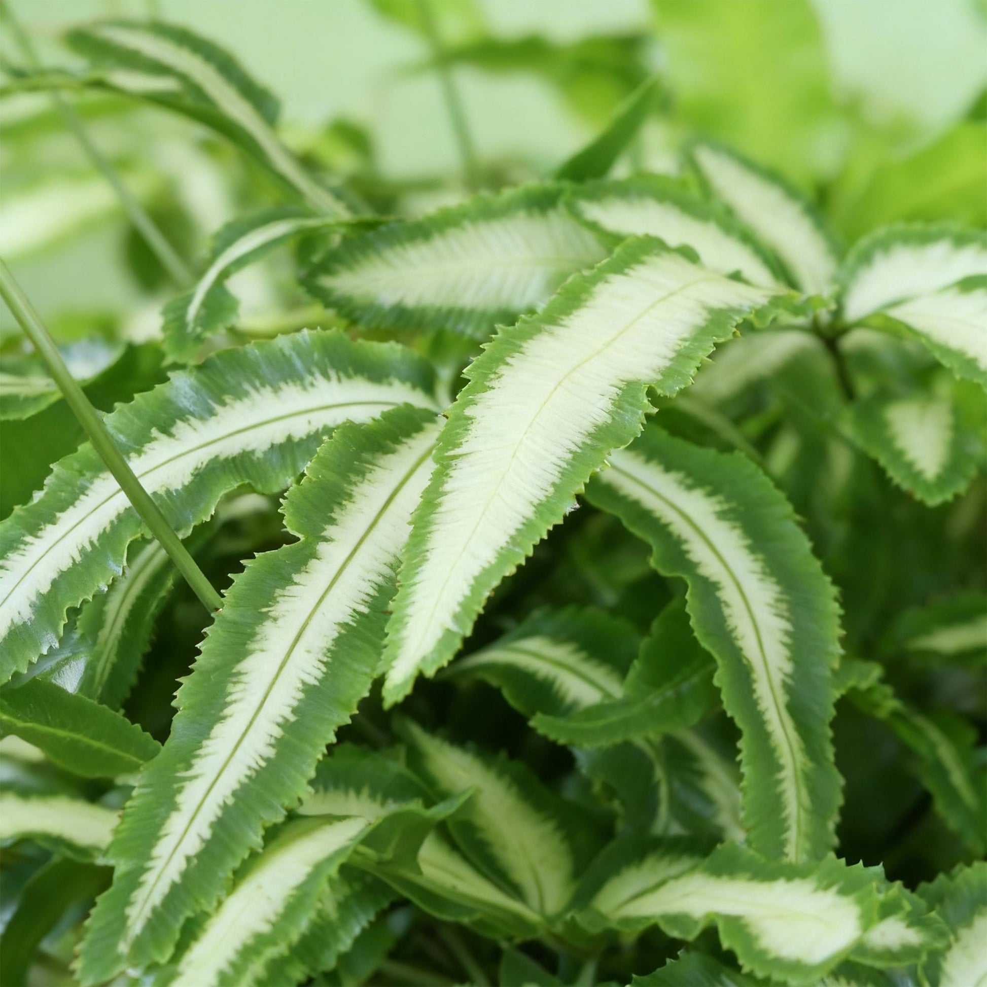 Plante d'intérieur - Pteris cretica Albolineata - Fougère ruban - Plante amicale pour les animaux - Vert - 1 Plante - avec Panier - Pot 12cm - Hauteur 20cm