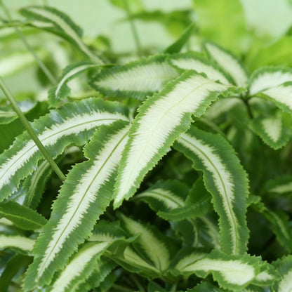 Plante d'intérieur - Pteris cretica Albolineata - Fougère ruban - Plante amicale pour les animaux - Vert - 1 Plante - avec Panier - Pot 12cm - Hauteur 20cm