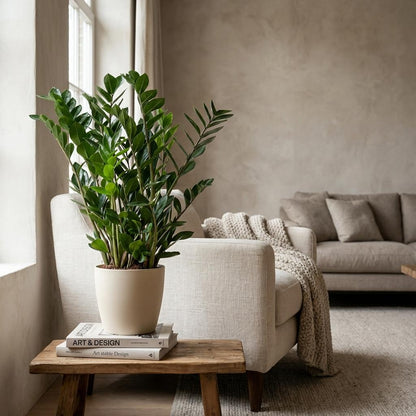 Zamioculcas Zamiifolia avec Potter Blanc  - 80cm - Ø21
