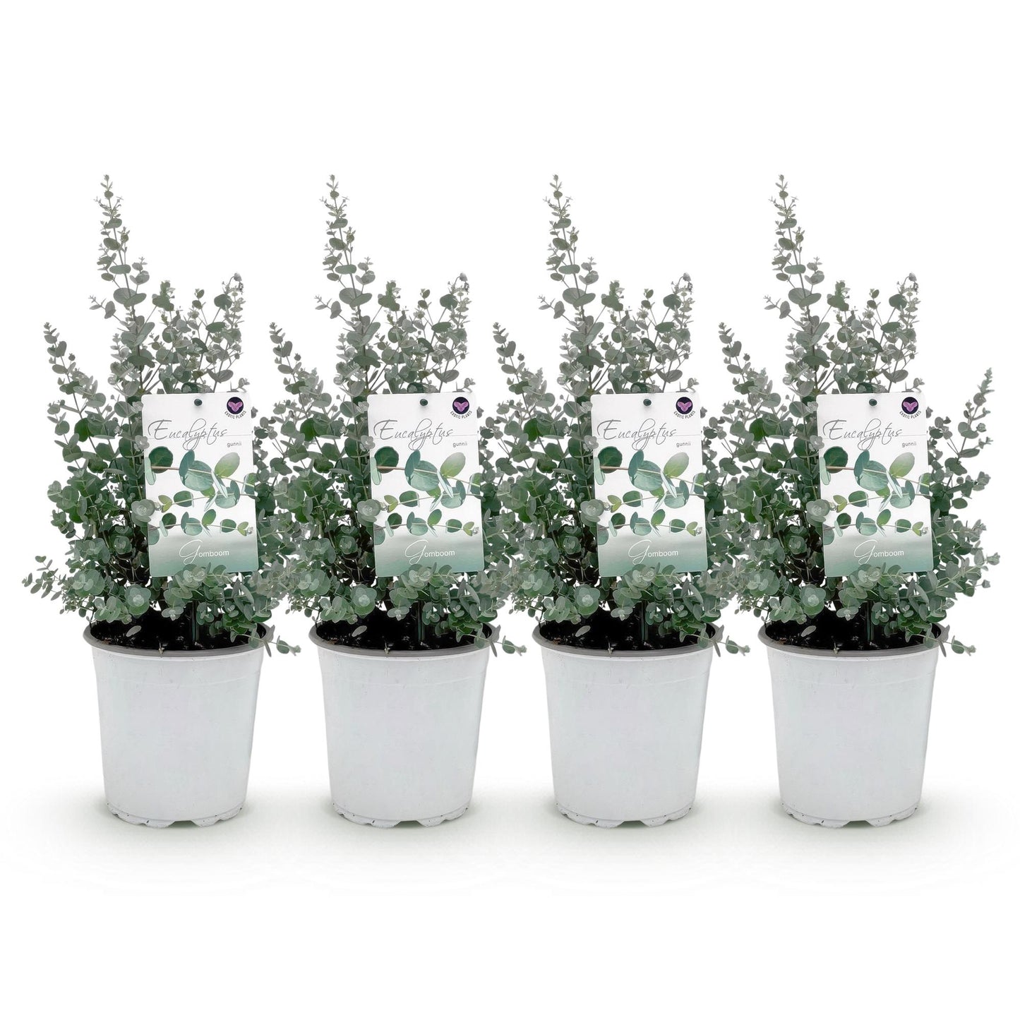 Eucalyptus gunnii : quatre jeunes plants d'eucalyptus en pot sur fond blanc, prêts à être plantés.