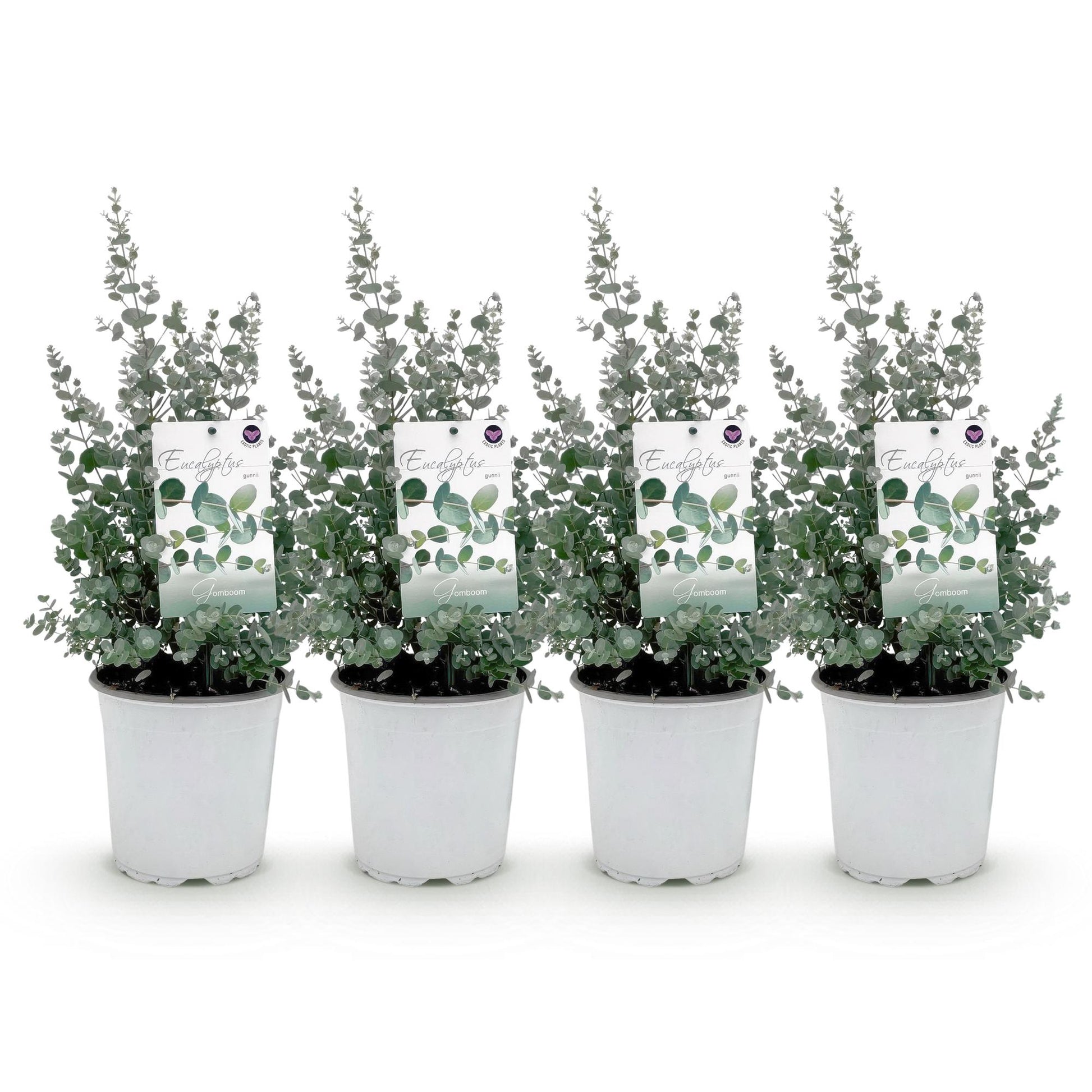 Eucalyptus gunnii : quatre jeunes plants d'eucalyptus en pot sur fond blanc, prêts à être plantés.