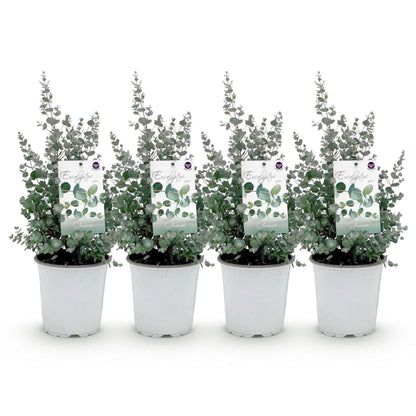 Eucalyptus gunnii : quatre jeunes plants d'eucalyptus en pot sur fond blanc, prêts à être plantés.