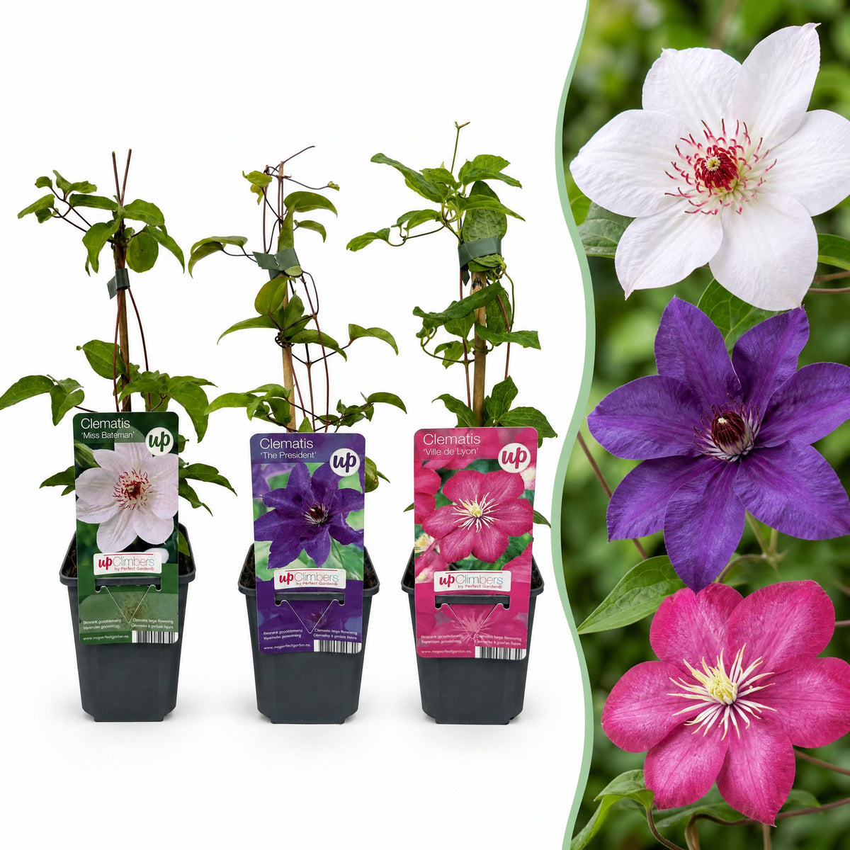 Clématite Tricolore en mélange de couleurs (Clematis) - grimpantes fleuries