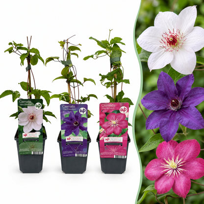 Clématite Tricolore en mélange de couleurs (Clematis) - grimpantes fleuries