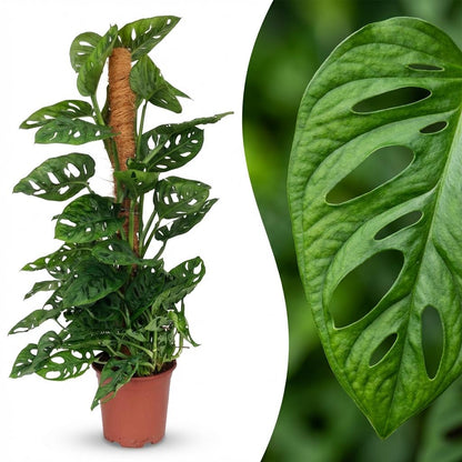 Plante d'intérieur - Monkey Mask - Monstera Andansonii sur Tuteur - Vert - Peu d'entretien - 1 Plante - Pot 19cm - Hauteur 90cm