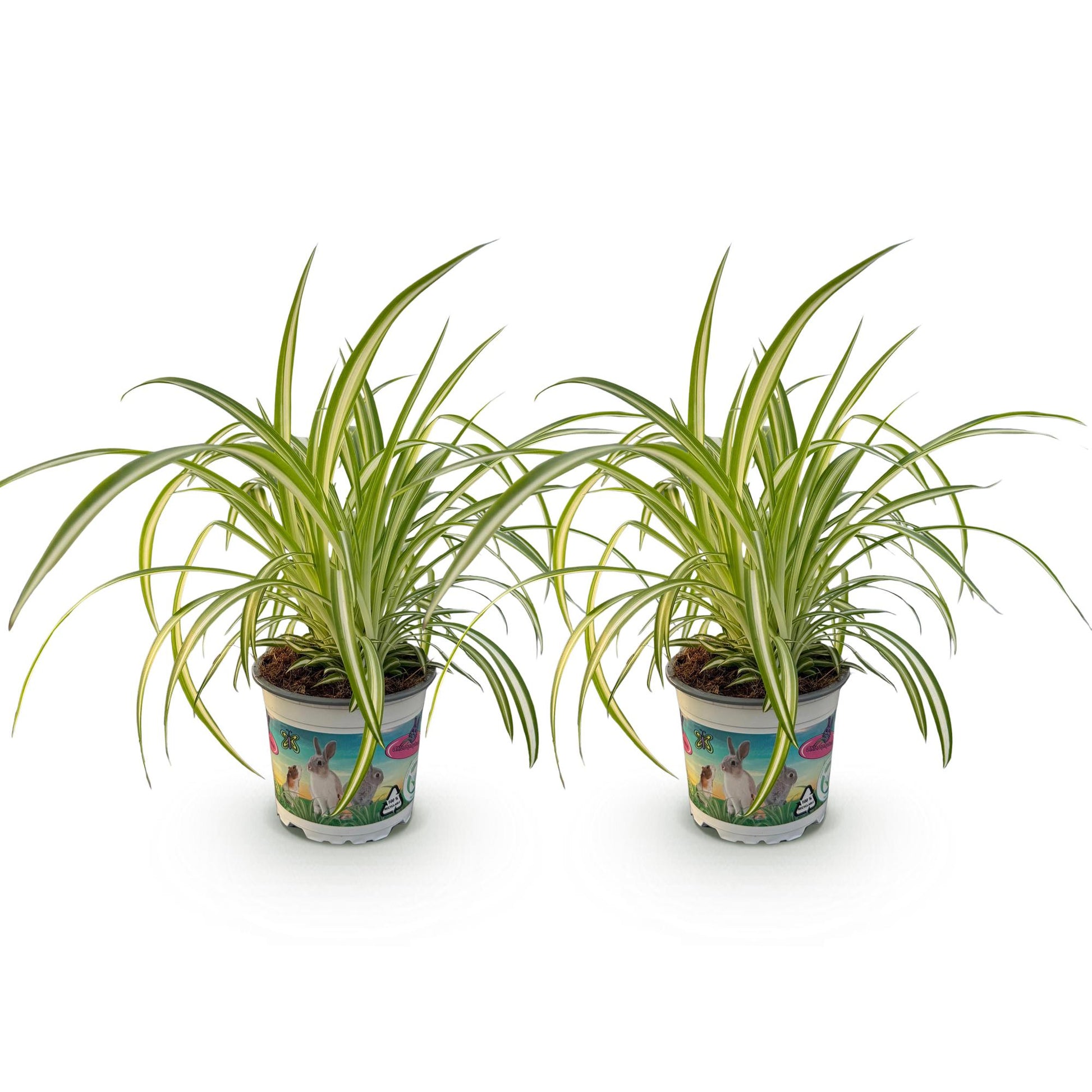 Deux Chlorophytum comosum Variegatum herbe à chat en pot de 12cm, présentant un feuillage vert panaché de blanc sur fond blanc