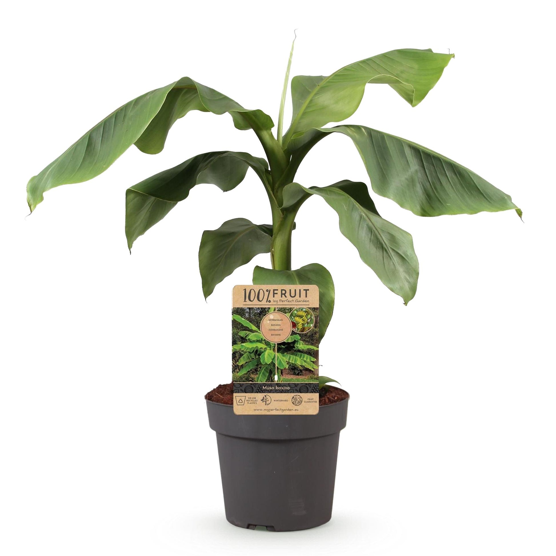 Musa Basjoo : un bananier rustique en pot de 21cm, de 70-90cm de haut, avec de grandes feuilles vertes, idéal pour la culture en extérieur.