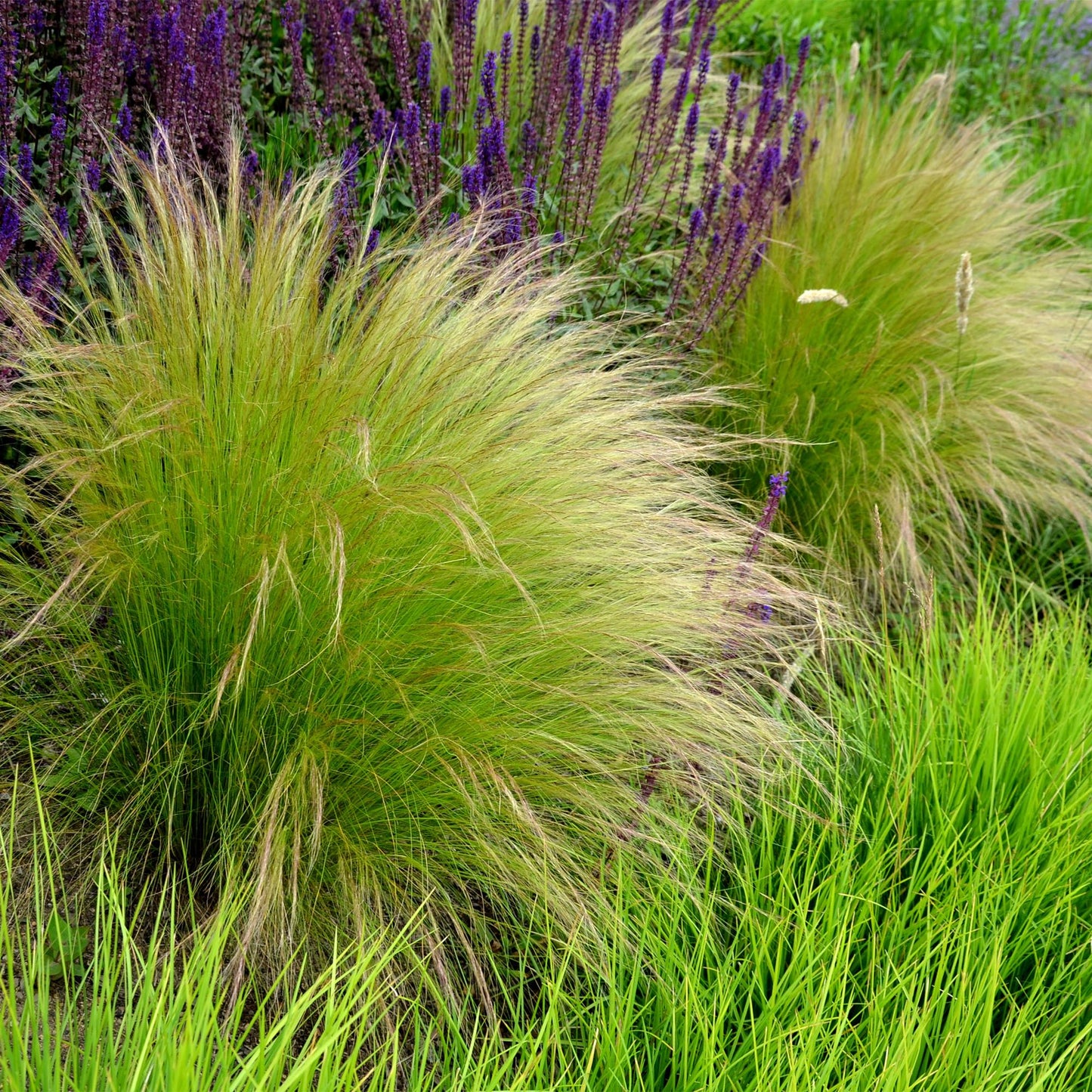 Stipa tenuifolia Pony Tails. Graminées ornementales aux feuilles fines et légères, dans un massif fleuri avec des lavandes violettes.