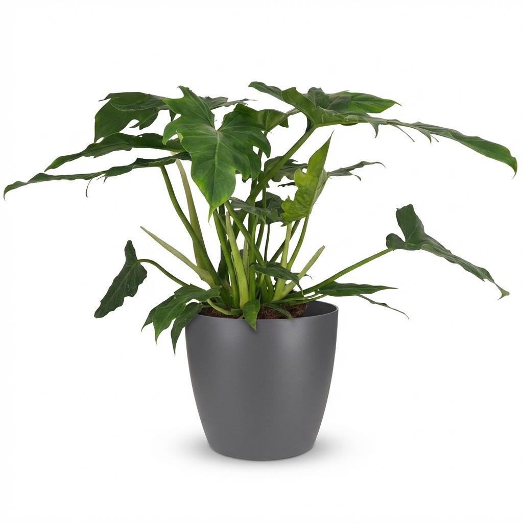 Plante d'intérieur - Philodendron Lacerum - Vert - Peu d'entretien - 1 Plante - avec Potter Gris - Pot 19cm - Hauteur 65cm