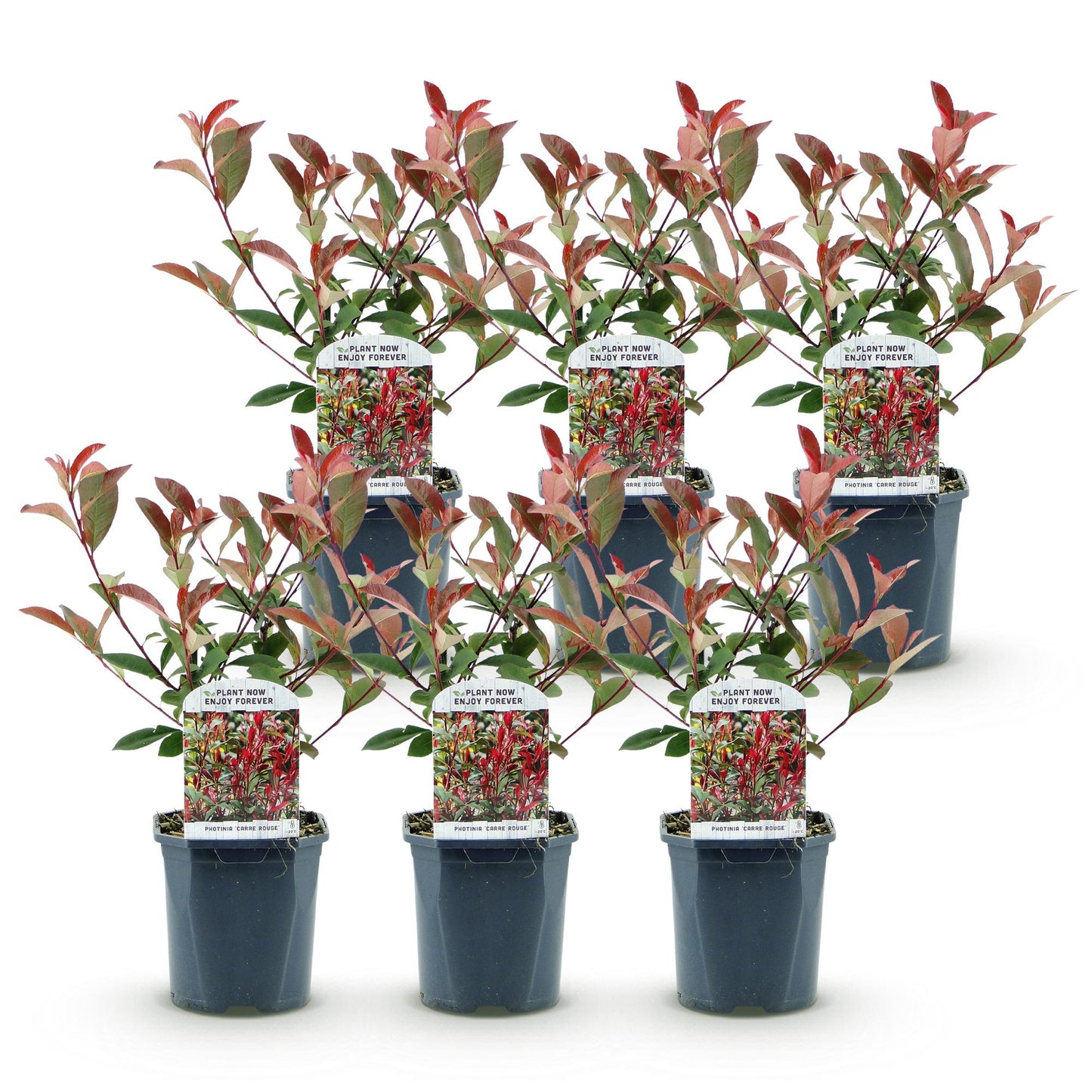 Photinia fraseri Carre Rouge en lot de 6 plants sur fond blanc, avec un feuillage vert et de jeunes pousses rouges, prêts à être plantés.