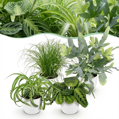 Plante d'intérieur - Chlorophytum - Cyperus - Phlebodium - Marantha - Mix de 4 - Plantes Amicales pour Animaux - Vert - 4 Plantes - avec Potter Blanc - Pot 12cm - Hauteur 25cm