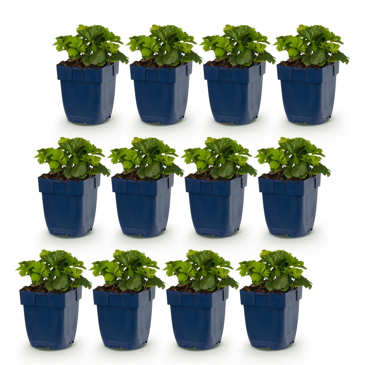 Fraisier doré - lot de 12 plants en pot de 11 cm