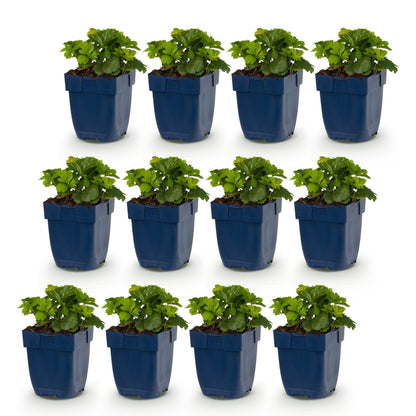 Fraisier doré - lot de 12 plants en pot de 11 cm