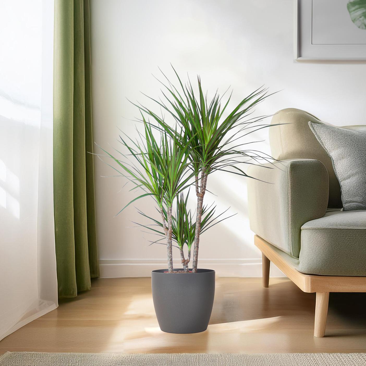 Dracaena Marginata avec pot Potter gris - 95cm - Ø21