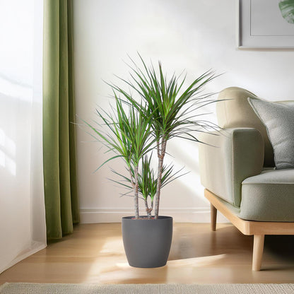 Dracaena Marginata avec pot Potter gris - 95cm - Ø21
