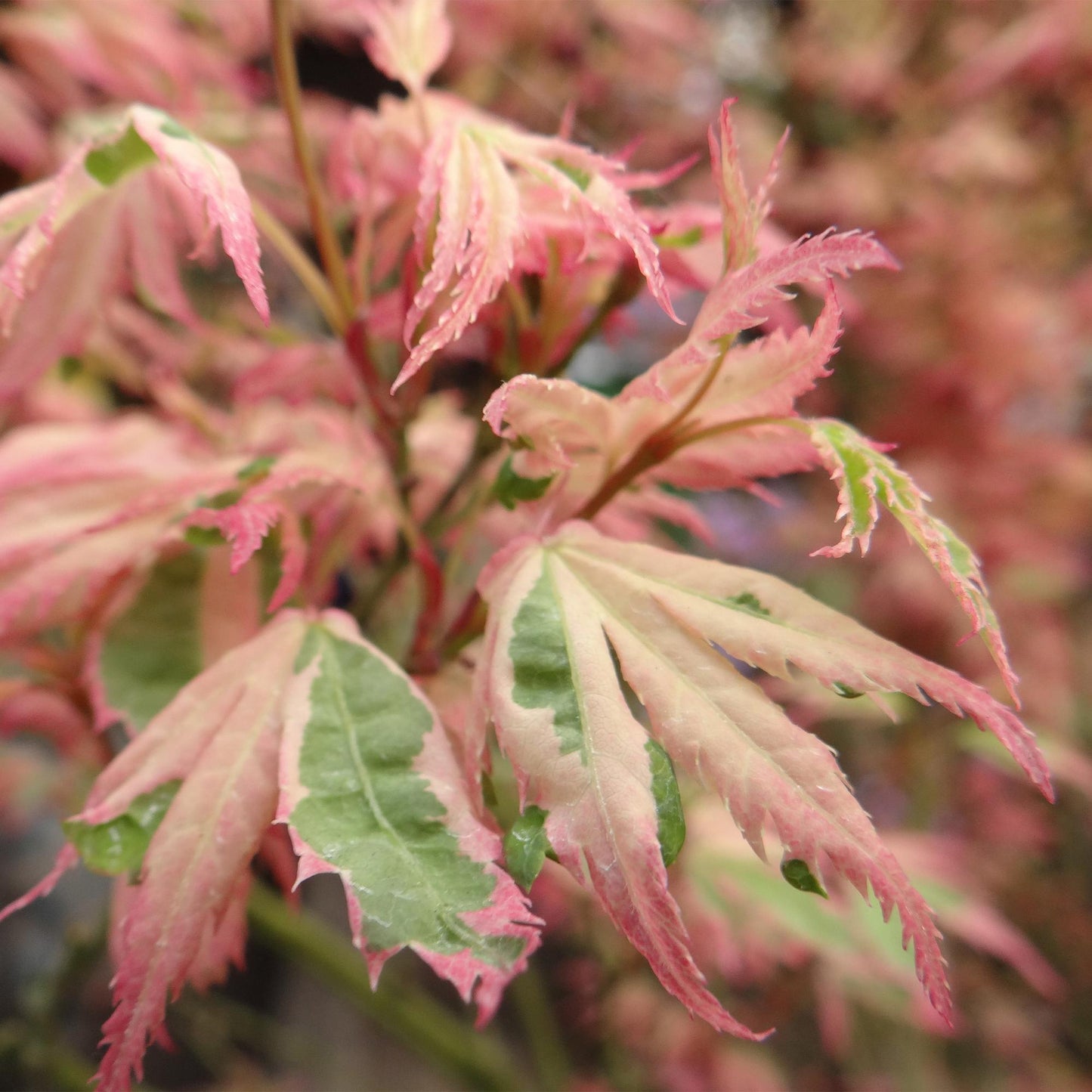 Érable du Japon 'Iyoshi' aux feuilles délicates et colorées de rose pâle et de vert, avec des pointes de rose vif, en gros plan.