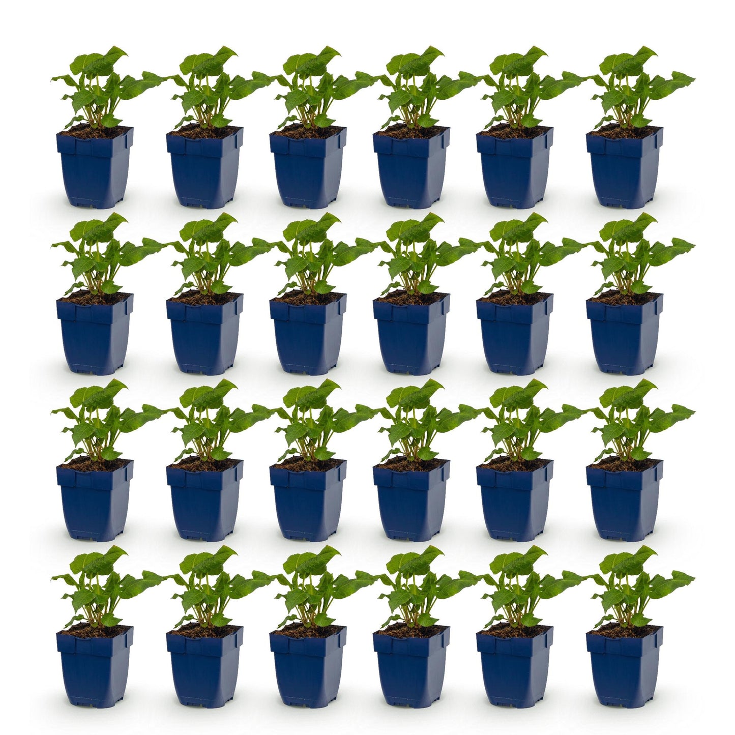 Renouée Persicaria ampl. Alba : lot de 24 jeunes plants en pots bleus, feuillage vert, sur fond blanc uni, prêts à être plantés.
