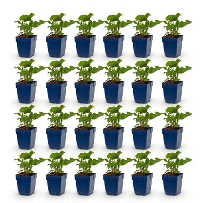 Renouée Persicaria ampl. Alba : lot de 24 jeunes plants en pots bleus, feuillage vert, sur fond blanc uni, prêts à être plantés.
