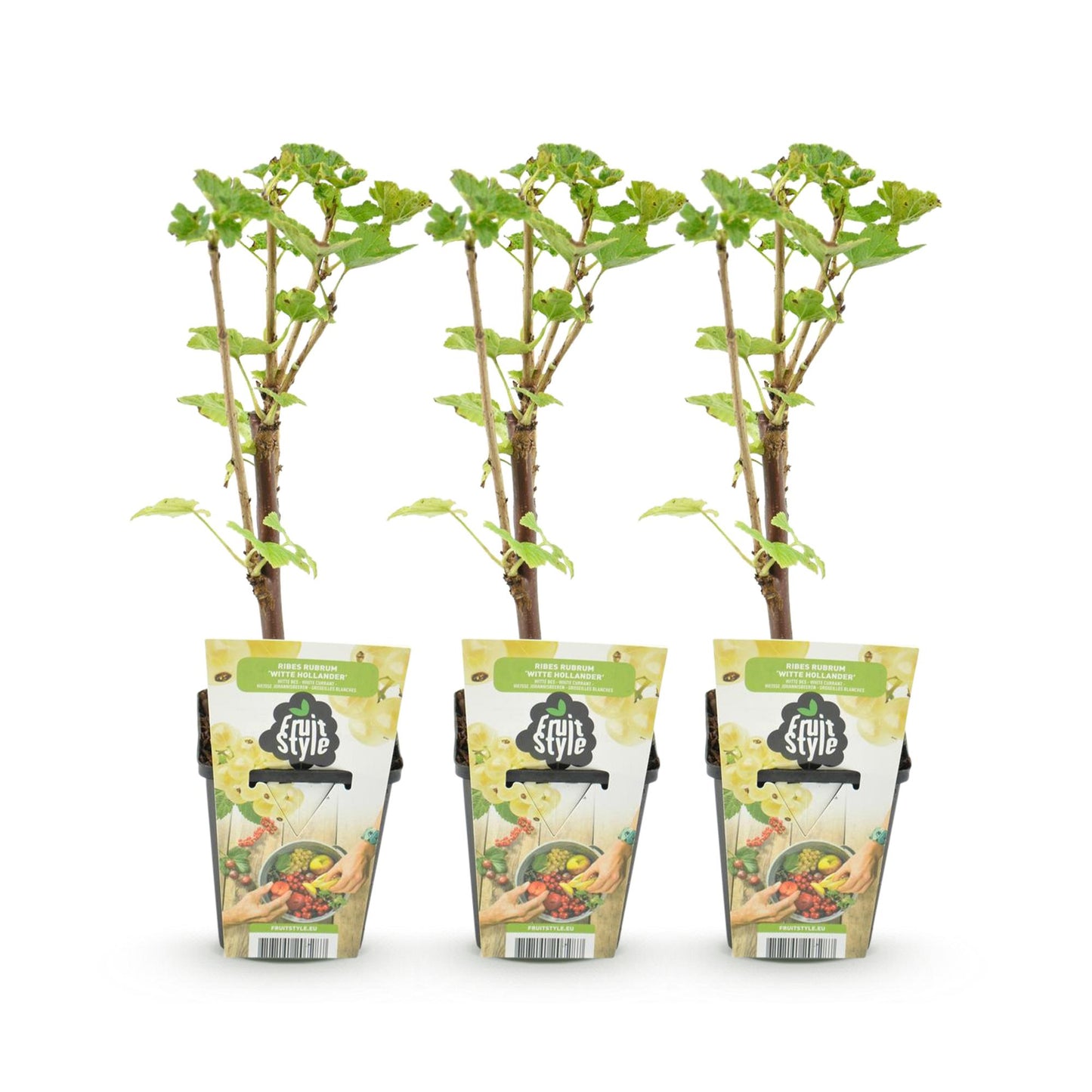 Cassissier Witte Hollander, 3 jeunes plants en pot de 9cm avec étiquettes 'Fruit Style', alignés sur un fond blanc uni, prêts à être plantés