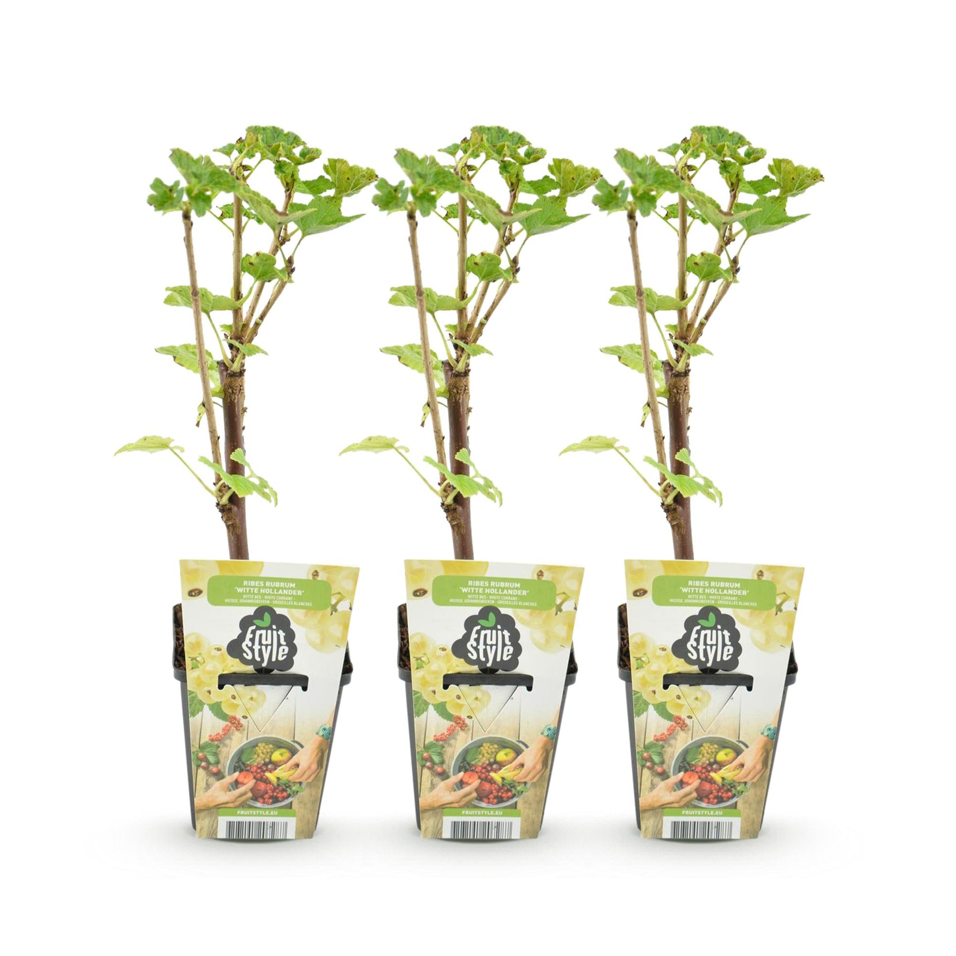 Cassissier Witte Hollander, 3 jeunes plants en pot de 9cm avec étiquettes 'Fruit Style', alignés sur un fond blanc uni, prêts à être plantés