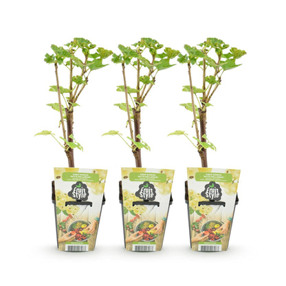 Cassissier Witte Hollander, 3 jeunes plants en pot de 9cm avec étiquettes 'Fruit Style', alignés sur un fond blanc uni, prêts à être plantés