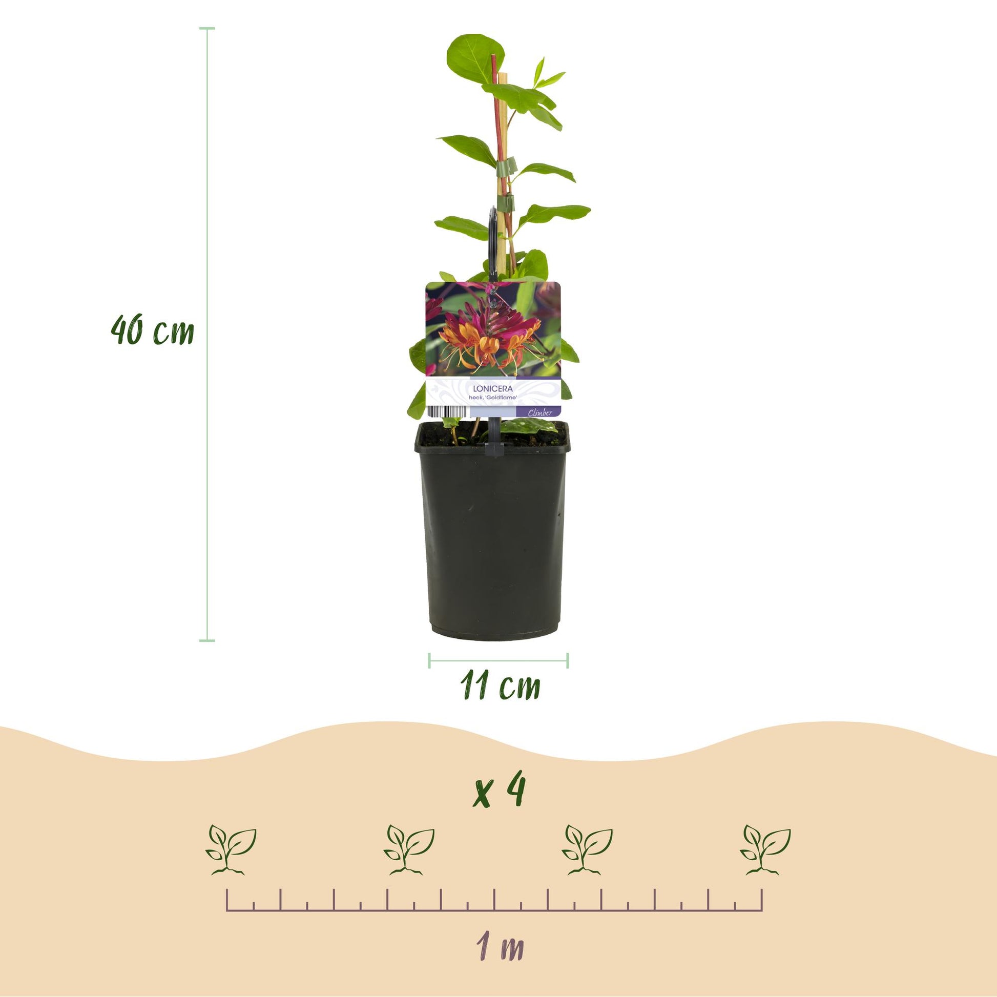 Chèvrefeuille Lonicera heckrottii Goldflame. Schéma de la plante avec ses dimensions : hauteur 40 cm, pot de 11 cm. Indique l'espacement de 