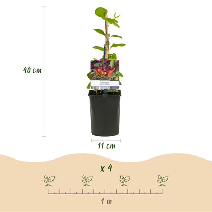 Chèvrefeuille Lonicera heckrottii Goldflame. Schéma de la plante avec ses dimensions : hauteur 40 cm, pot de 11 cm. Indique l'espacement de 