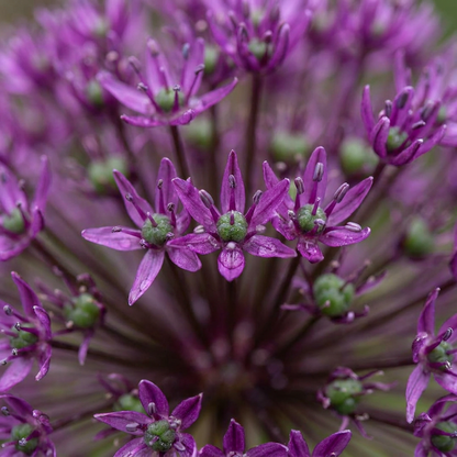 Gros plan sur les petites fleurs violettes de l'Ail d'ornement 'Miami' (Allium), avec des touches de vert au centre.