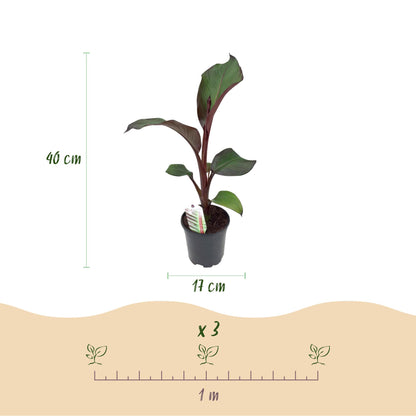Ensete ventricosum Maurelli. Schéma des dimensions : hauteur 40 cm, pot 17 cm. Indication d'espacement de plantation : 3 plants par mètre li