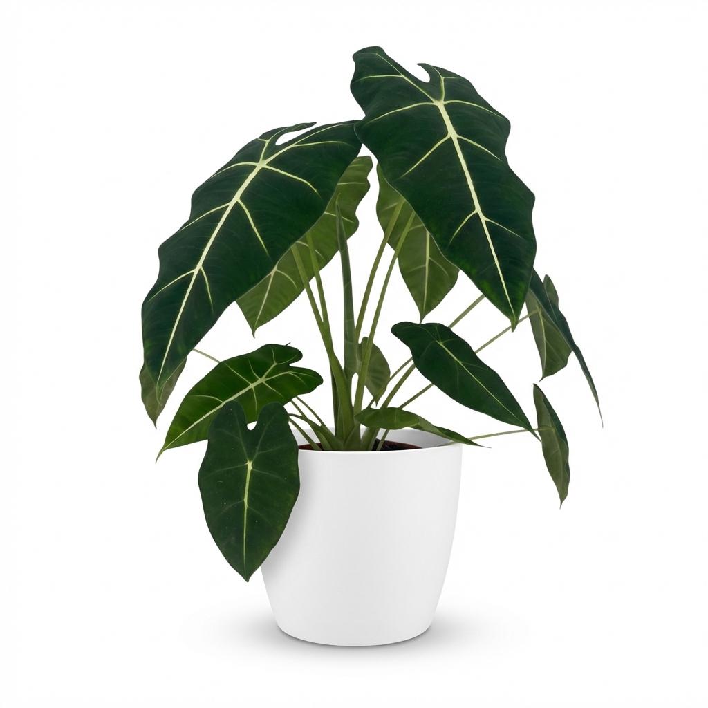Plante d'intérieur - Oreille d'éléphant - Alocasia Frydek - Vert - Peu d'entretien - 1 Plante - avec Pot Blanc - Pot 19cm - Hauteur 60cm