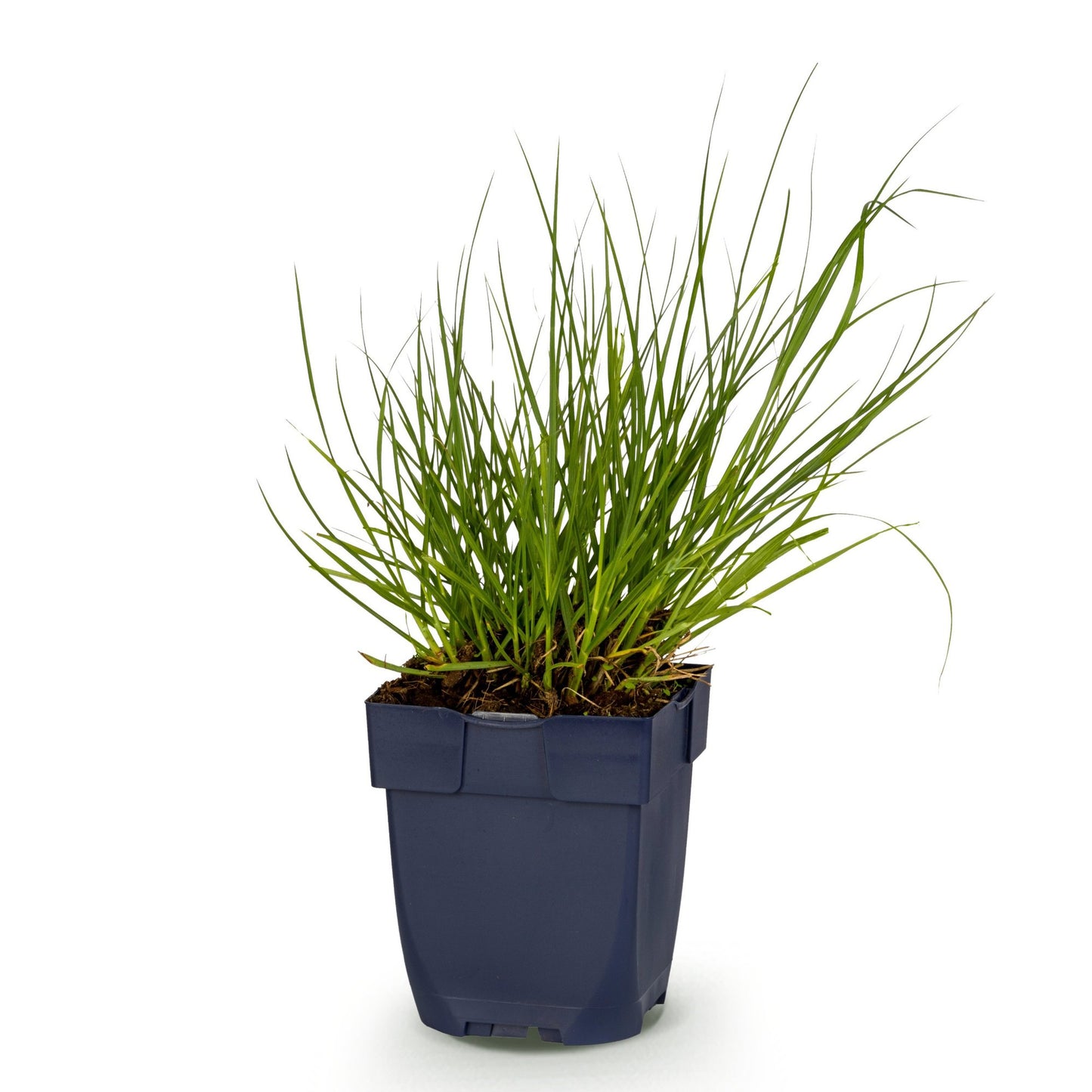 Panicum virg. Northwind, Herbe des Prairies en pot de 11cm, hauteur 15-25cm sur fond blanc uni, prête à être plantée pour un jardin.