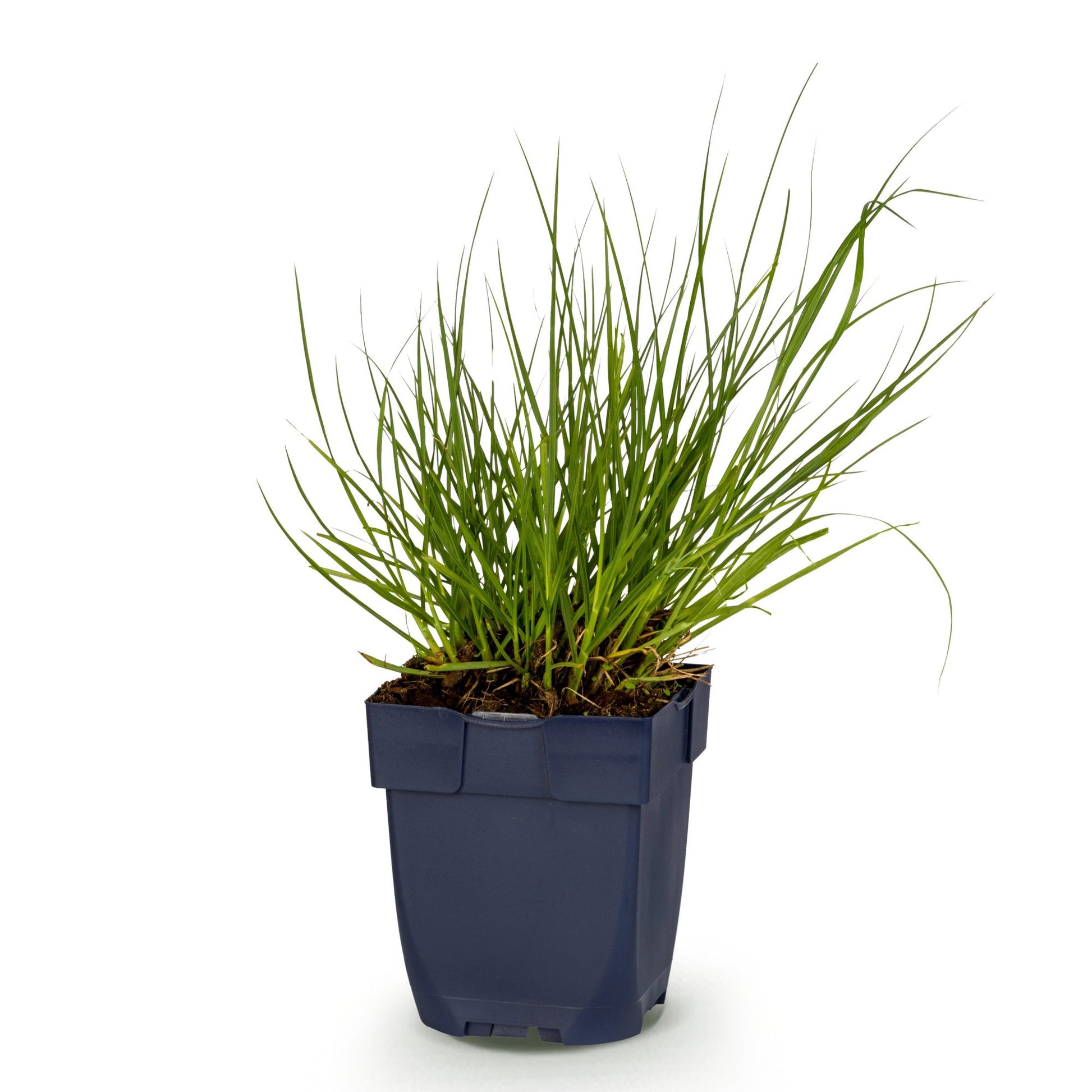 Panicum virg. Northwind, Herbe des Prairies en pot de 11cm, hauteur 15-25cm sur fond blanc uni, prête à être plantée pour un jardin.