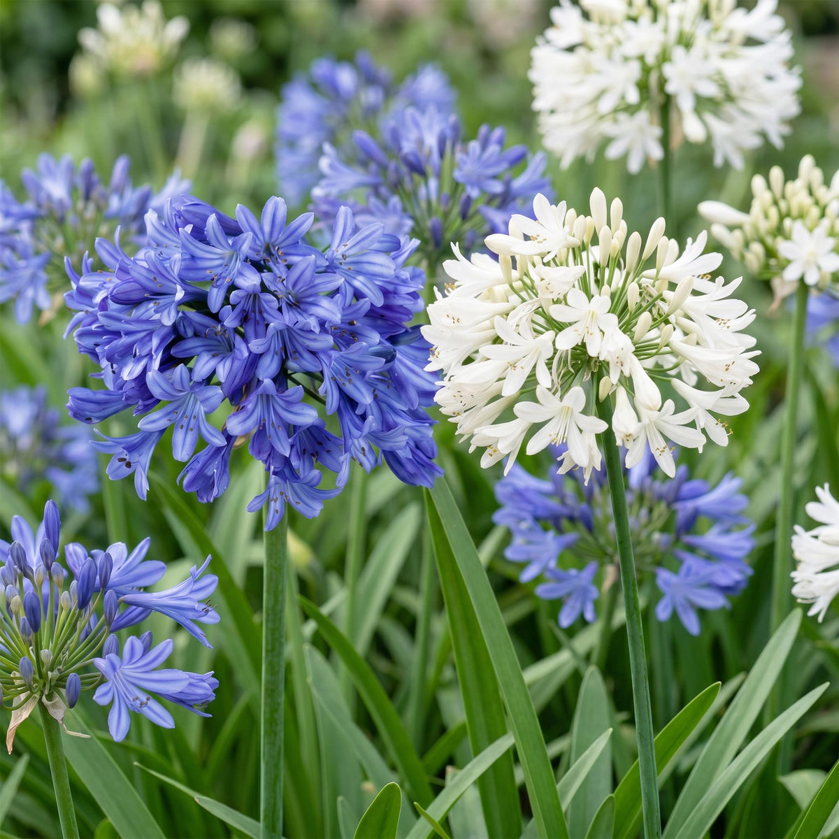 Agapanthes bleues et blanches (Agapanthus africanus) en mélange, pots de 11 cm