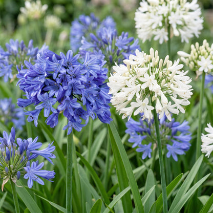 Agapanthes bleues et blanches (Agapanthus africanus) en mélange, pots de 11 cm