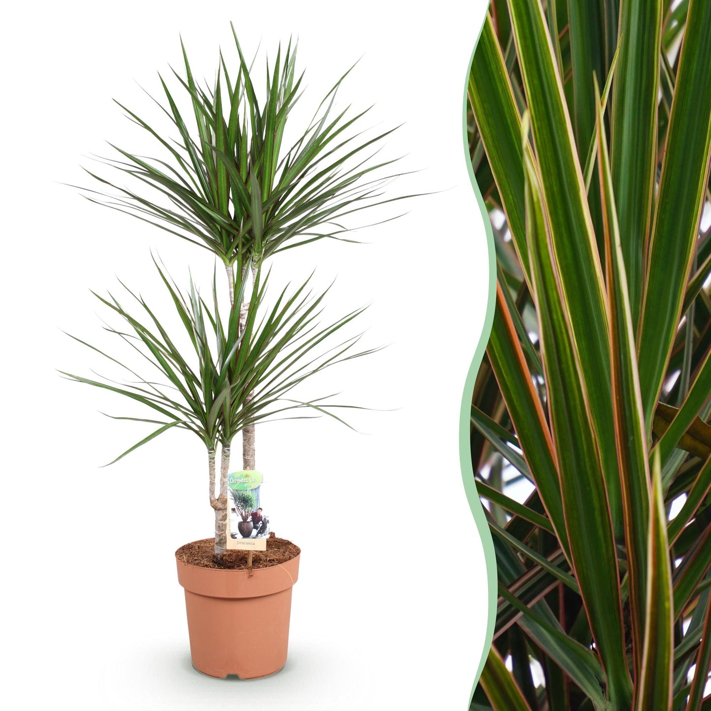 Plantes d'intérieur - Dracaena Marginata - Arbre de dragon - Peu d'entretien - Vert - 1 Plante - Pot 21cm - Hauteur 90-100cm