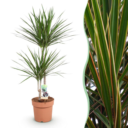 Plantes d'intérieur - Dracaena Marginata - Arbre de dragon - Peu d'entretien - Vert - 1 Plante - Pot 21cm - Hauteur 90-100cm