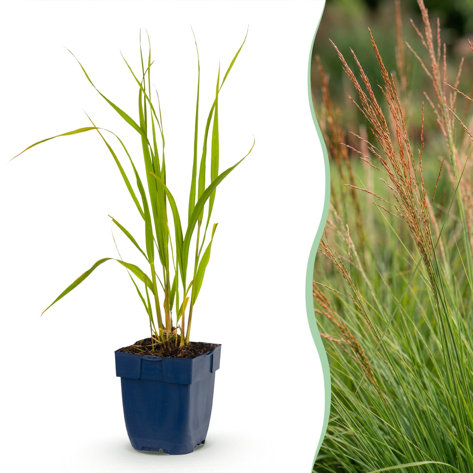 Molinia caer. Heidebraut. Graminées ornementales avec un plant en pot sur fond blanc, et une haie de Molinia fleurie en arrière-plan.