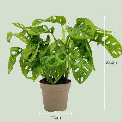 Un Monstera Adansonii Monkey Mask au feuillage perforé caractéristique, dans un pot de culture de 12cm