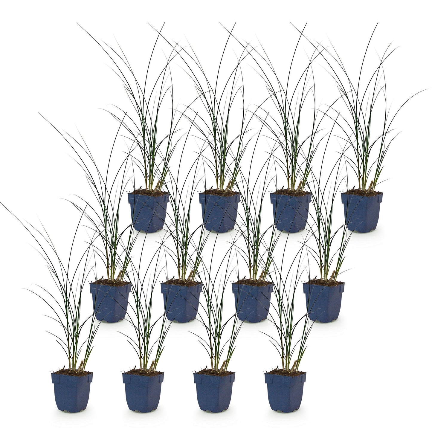 Miscanthus sin. Gracillimus : douze plants en pot alignés sur fond blanc. Herbe de la Pampa aux fines feuilles vertes.