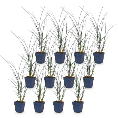 Miscanthus sin. Gracillimus : douze plants en pot alignés sur fond blanc. Herbe de la Pampa aux fines feuilles vertes.