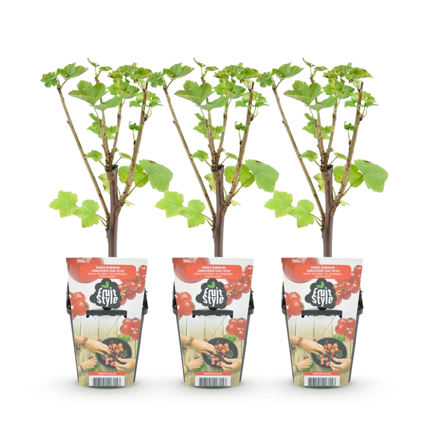 Groseillier Jonkheer van Tets. Trois jeunes plants en pots alignés sur un fond blanc, illustrant le lot reçu.