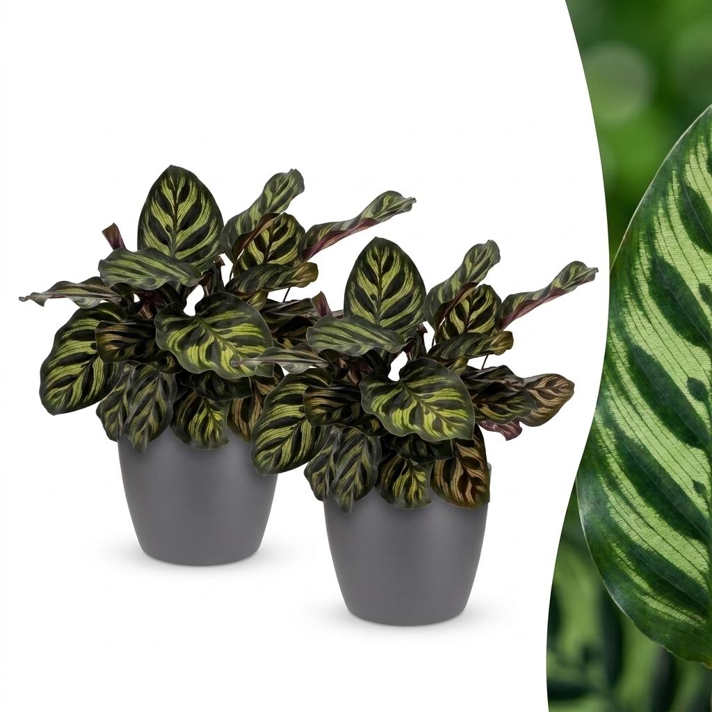 Deux belles Calathea Makoyana, aux feuilles vertes zébrées de vert clair et au revers pourpre, dans des cache-pots gris élégants, un